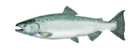 Oncorhynchus_keta