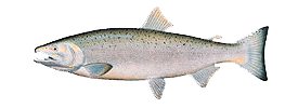 chinook-salmon