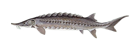 sturgeon